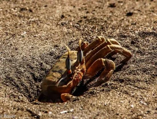 Dalyan'a Nasıl Gidilir?